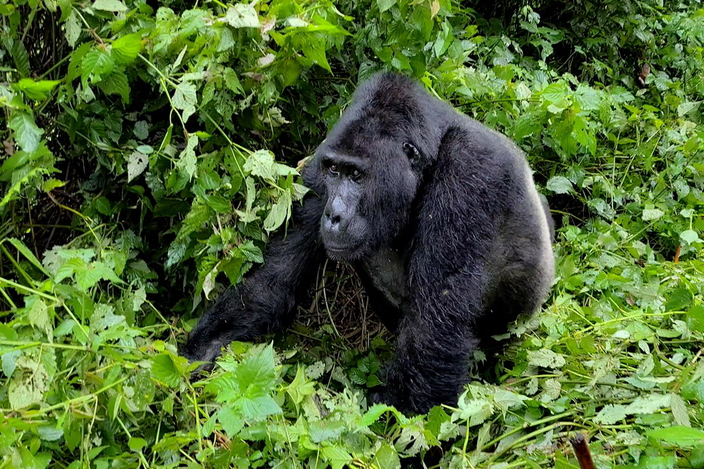 gorilas-uganda-bwindi-6