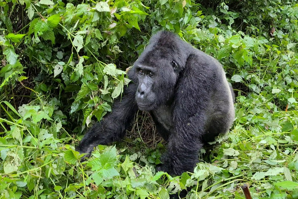 uganda-bwindi-5