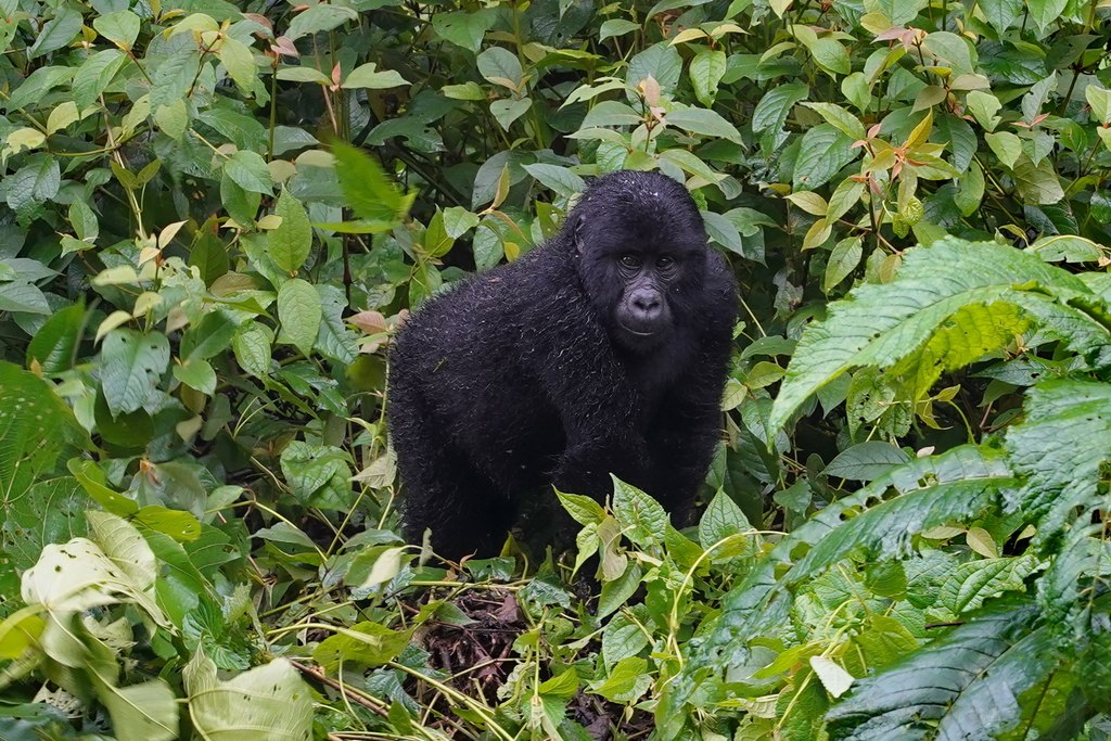 gorilas-uganda-bwindi-15