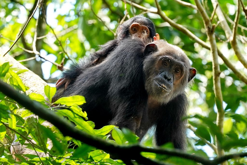 uganda-chimpances-1