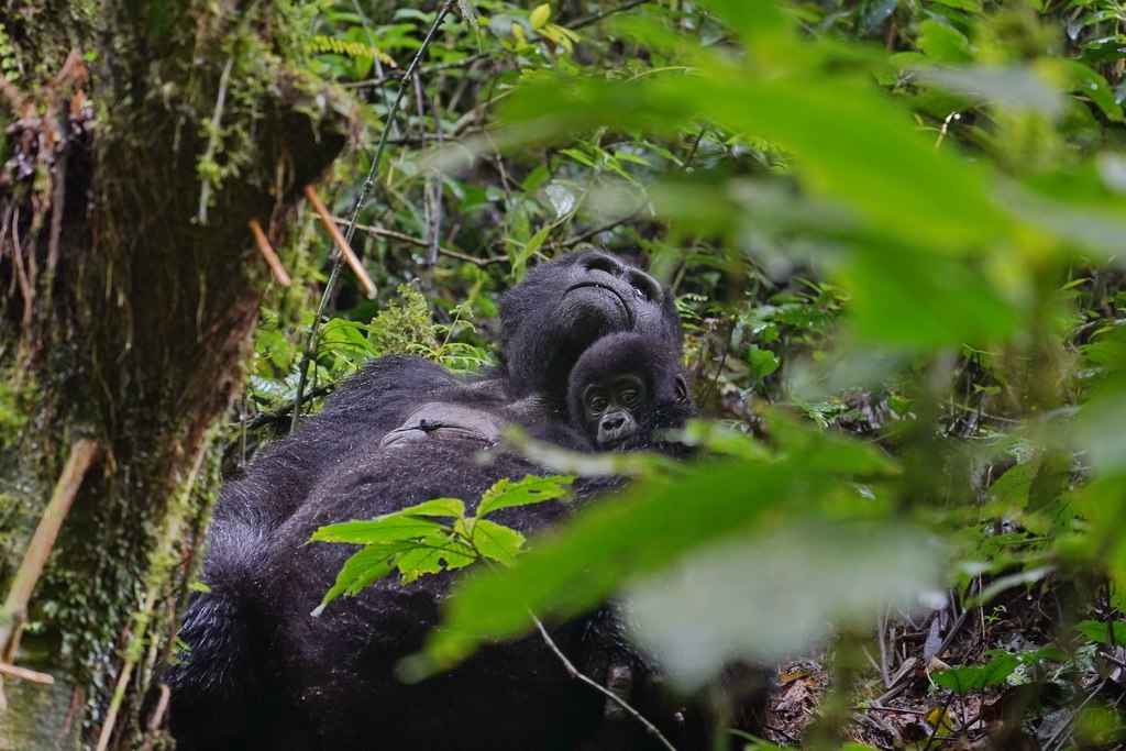 gorilas-uganda-bwindi-16