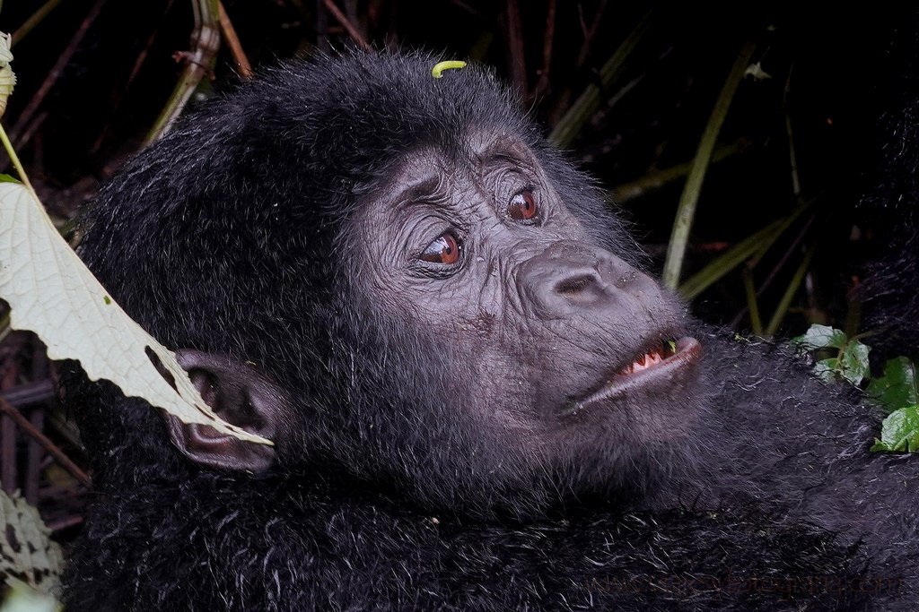 gorilas-uganda-bwindi-18
