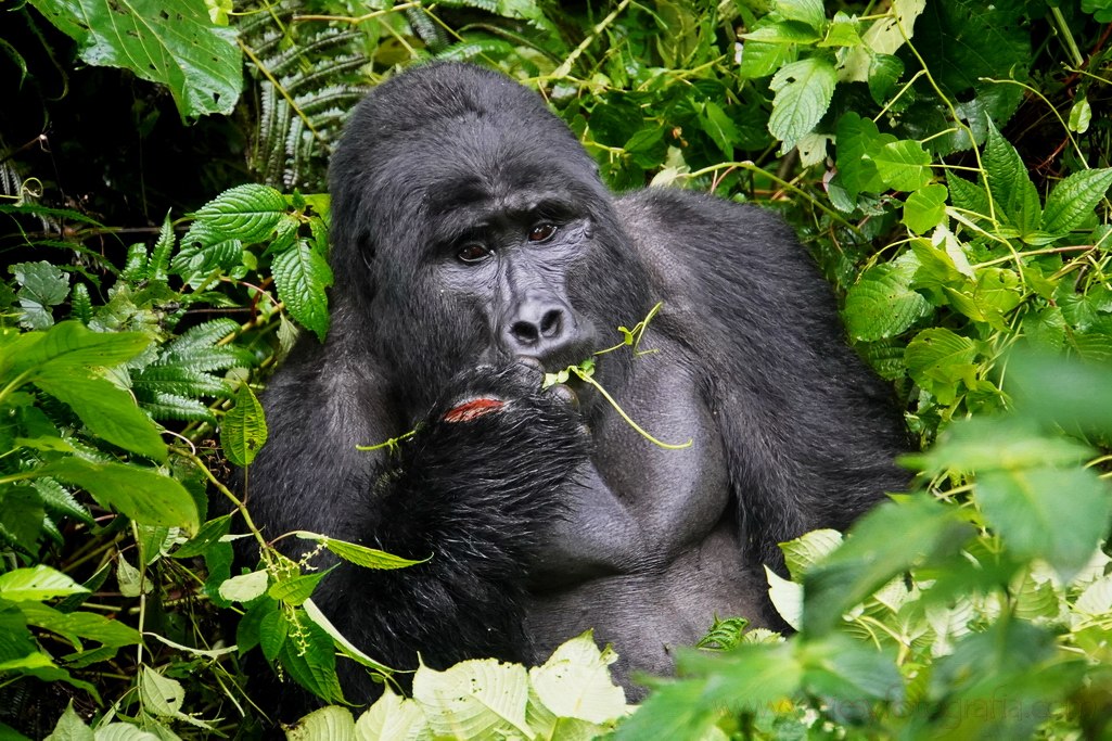 gorilas-uganda-bwindi
