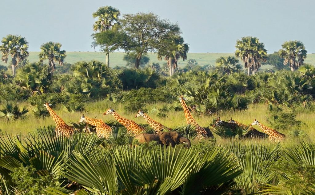 uganda-murchison-falls-5