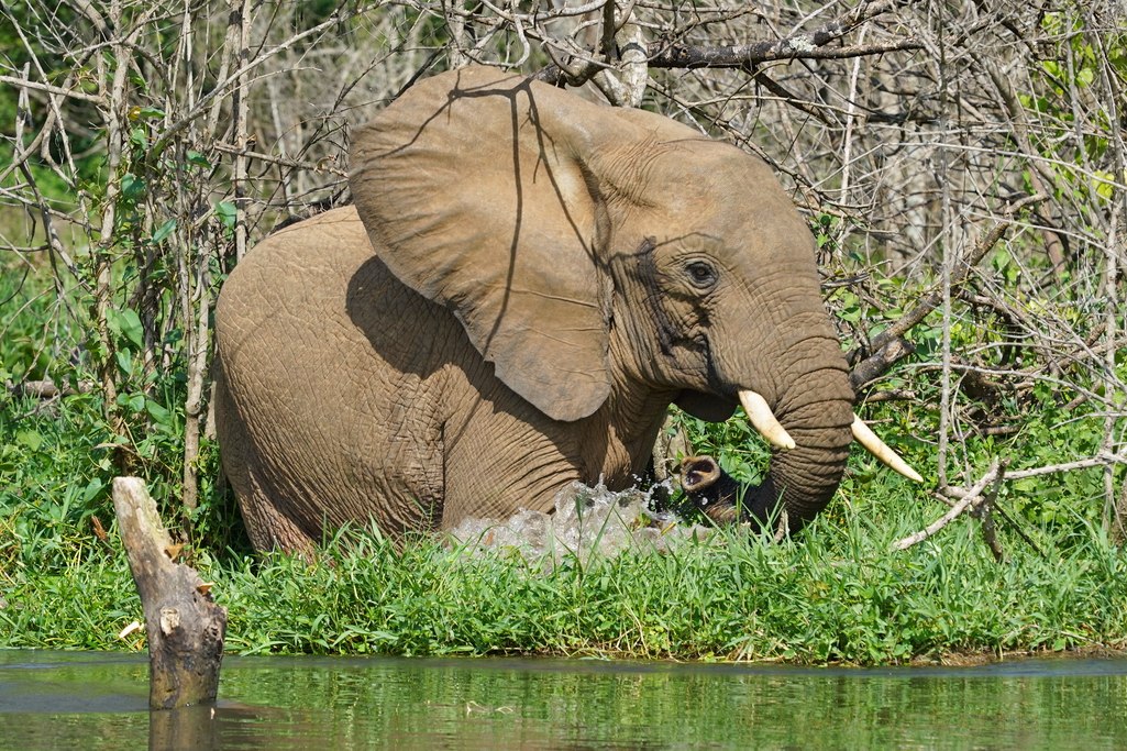 uganda-murchison-falls-12