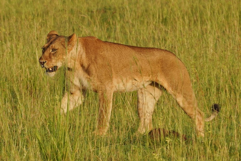 uganda-murchison-falls-6