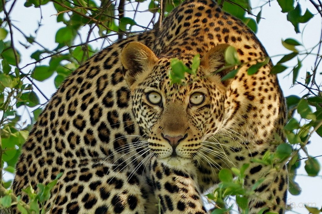 murchison-leopardo-2
