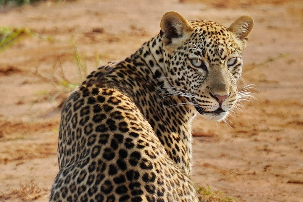 murchison-leopardo-3