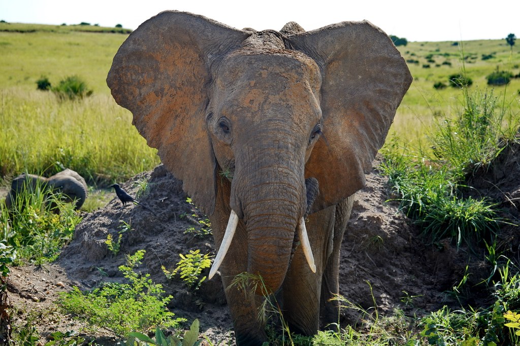 uganda-elefante-1