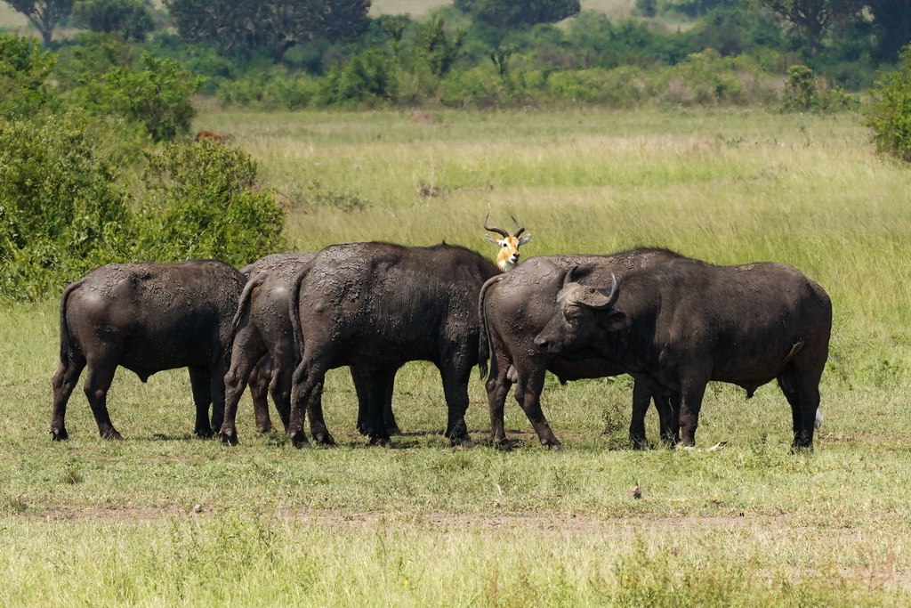 uganda-queen-elizabeth-8