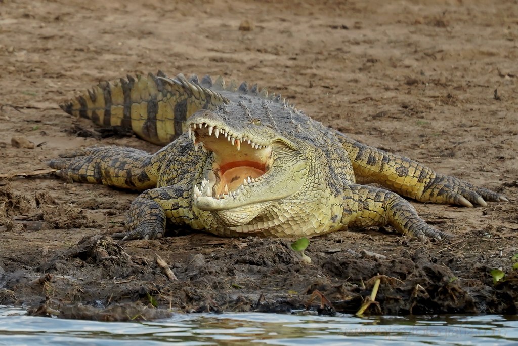 uganda-murchison-falls-13