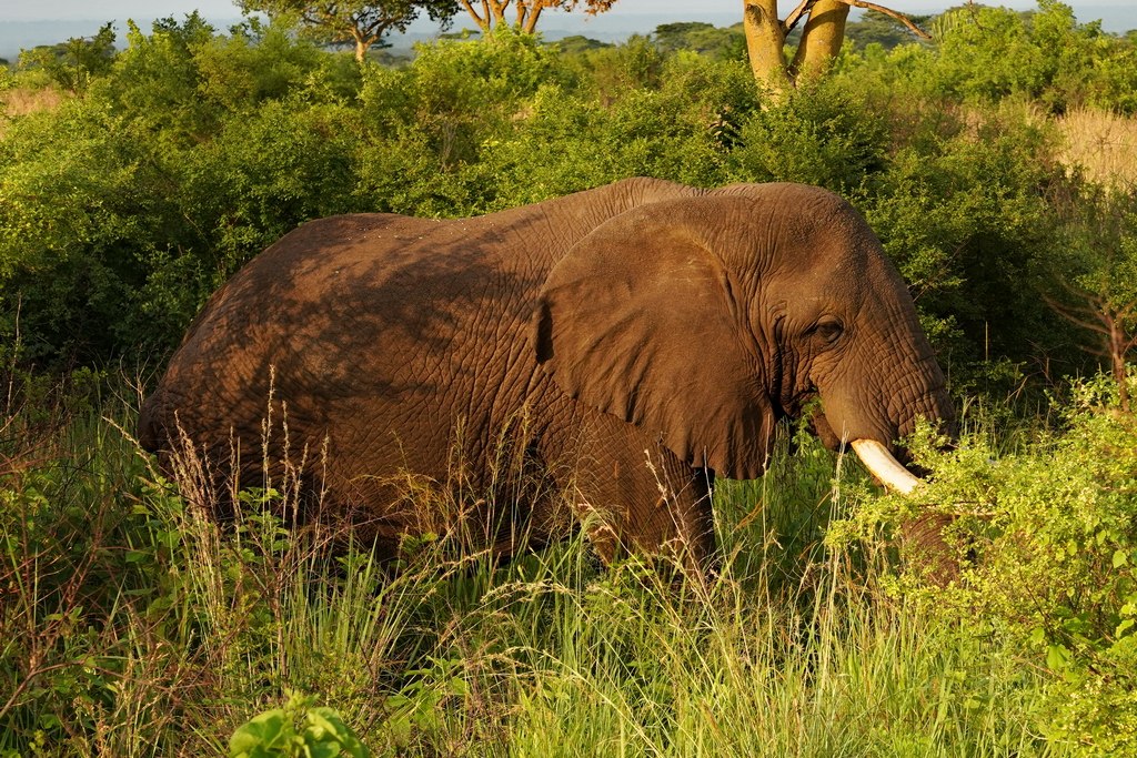 uganda-queen-elizabeth-1