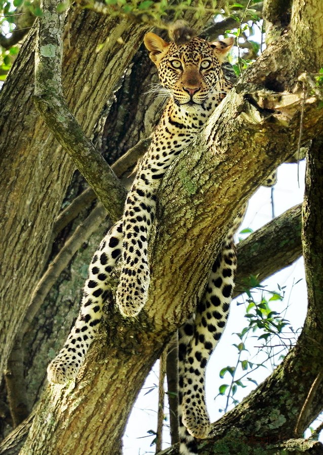 murchison-falls-leopard-1