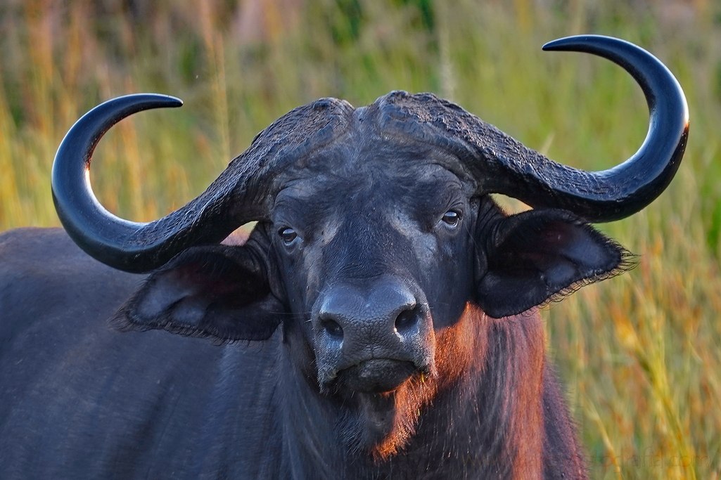 murchison-falls-bufalo