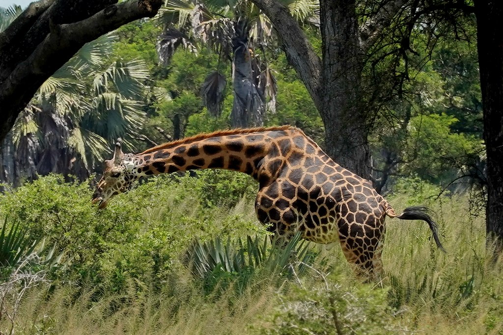 murchison-jirafa-rothschild-2