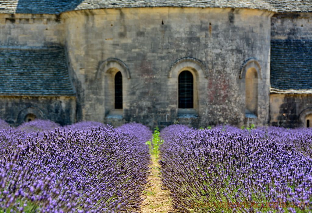 lavanda-senanque-provenza-2