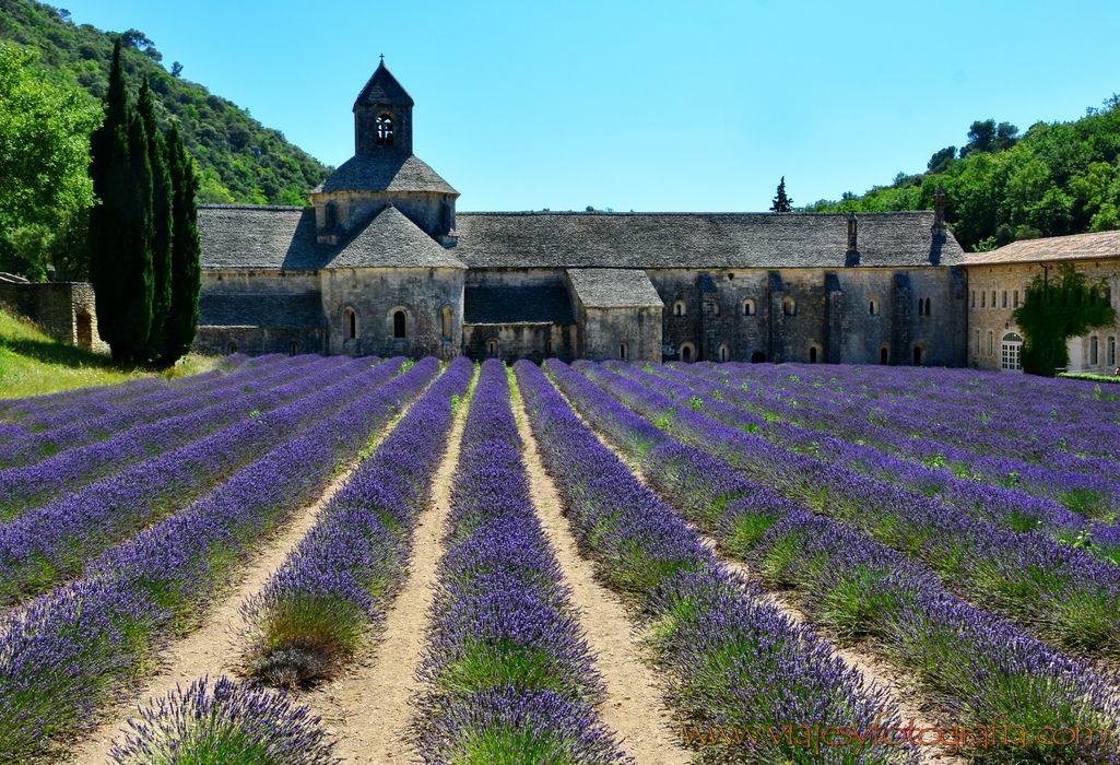 lavanda-senanque-provenza-1