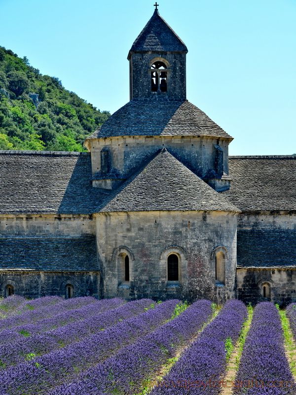 lavanda-senanque-provenza-3