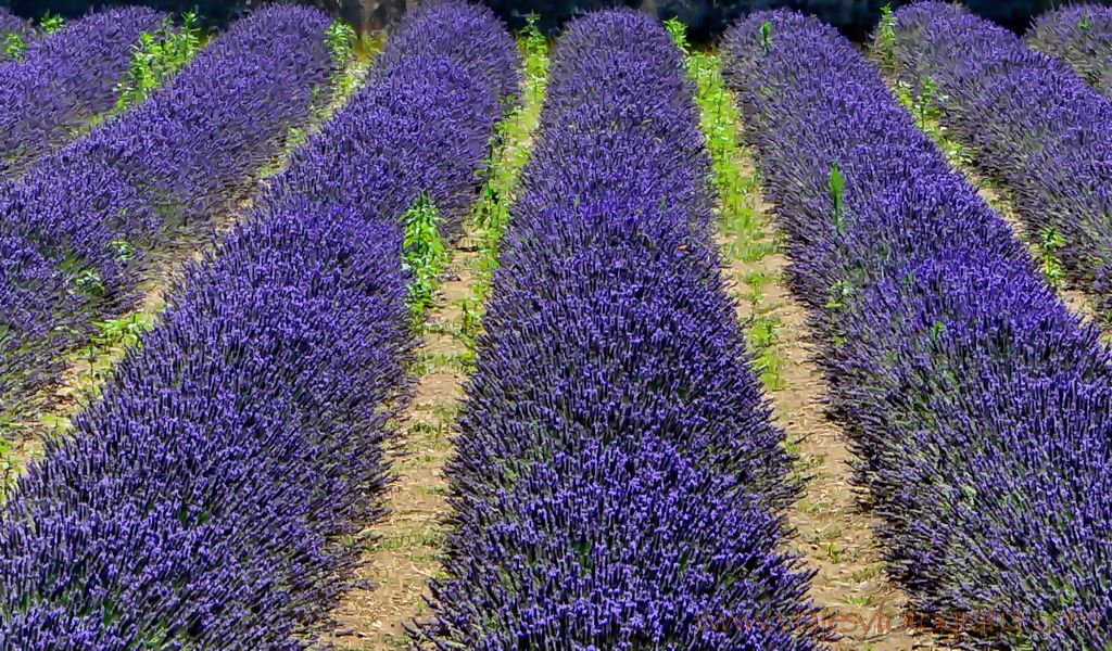 lavanda-provenza-12