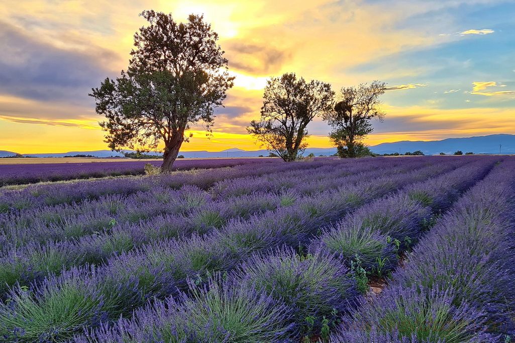 valensole-provenza-1