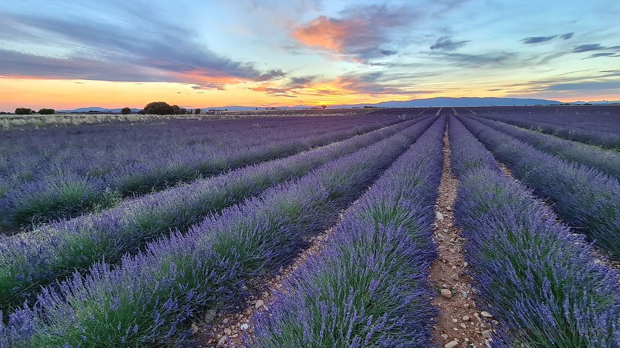 lavanda-provenza-2