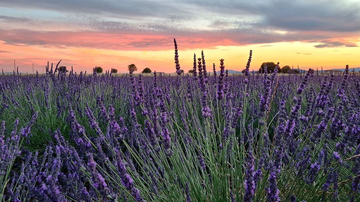 valensole-provenza-4