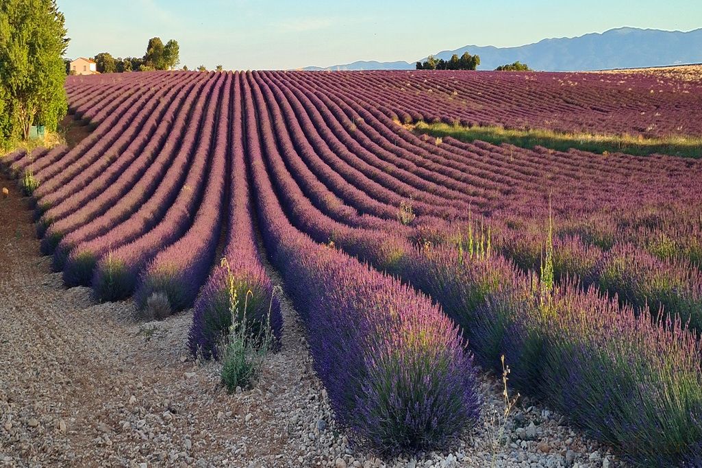 lavanda-provenza-6