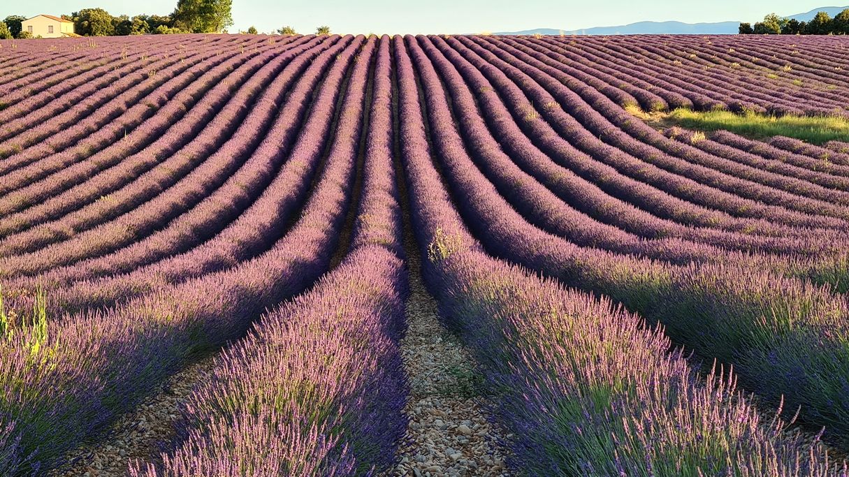 lavanda-provenza-1