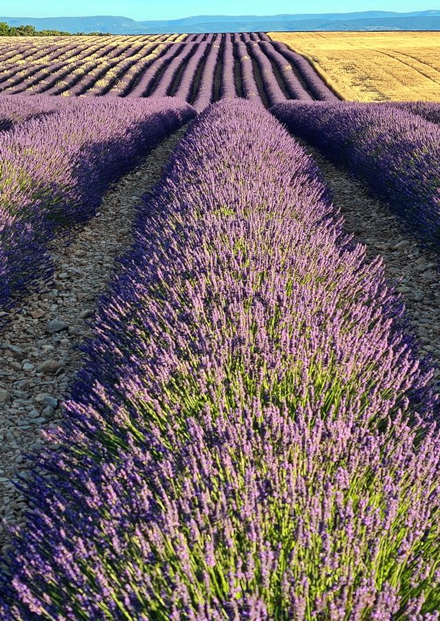 lavanda-provenza-4