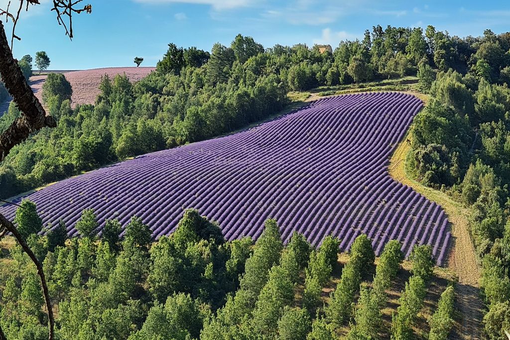 lavanda-provenza-5