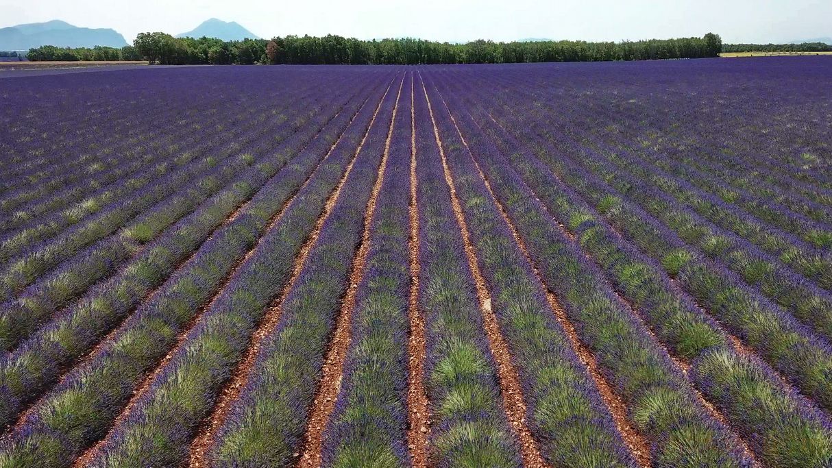 valensole-provenza-3