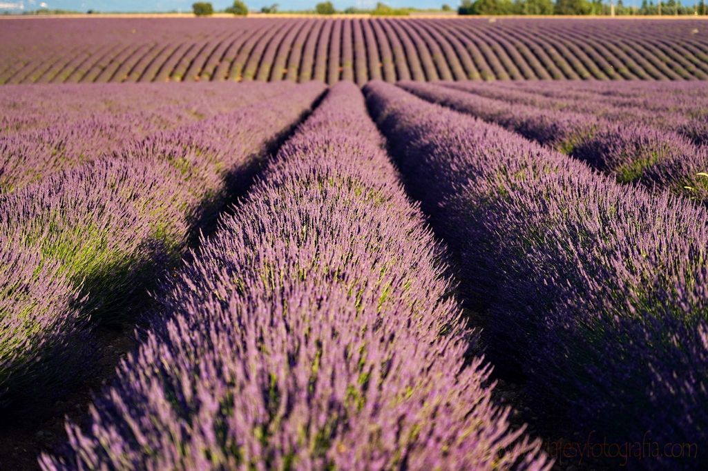 lavanda-provenza-1