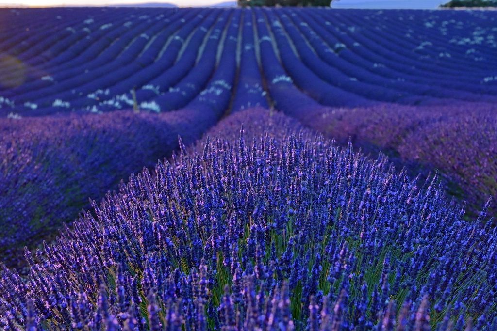 lavanda-provenza-9