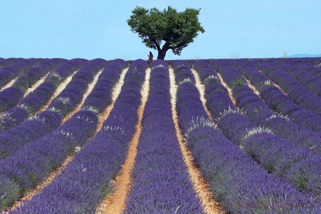 lavanda-provenza-8