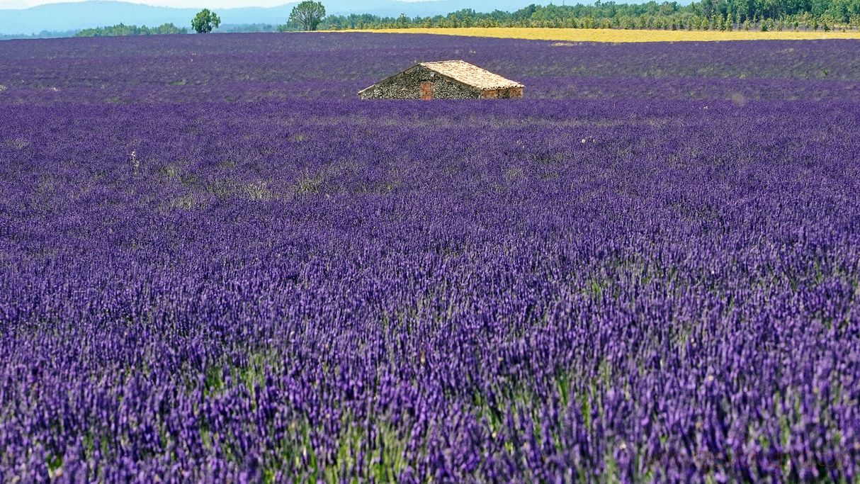 valensole-provenza-2