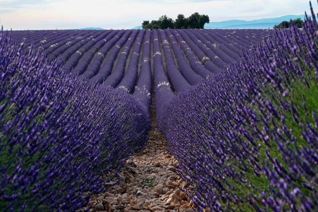 valensole-provenza-9