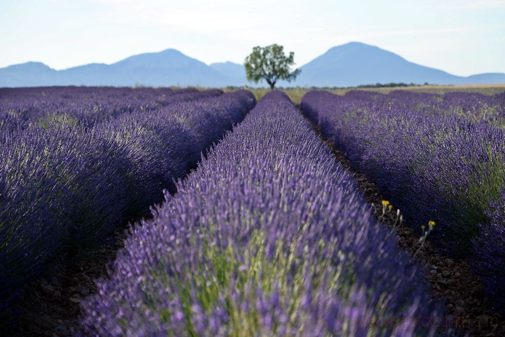 valensole-provenza-5