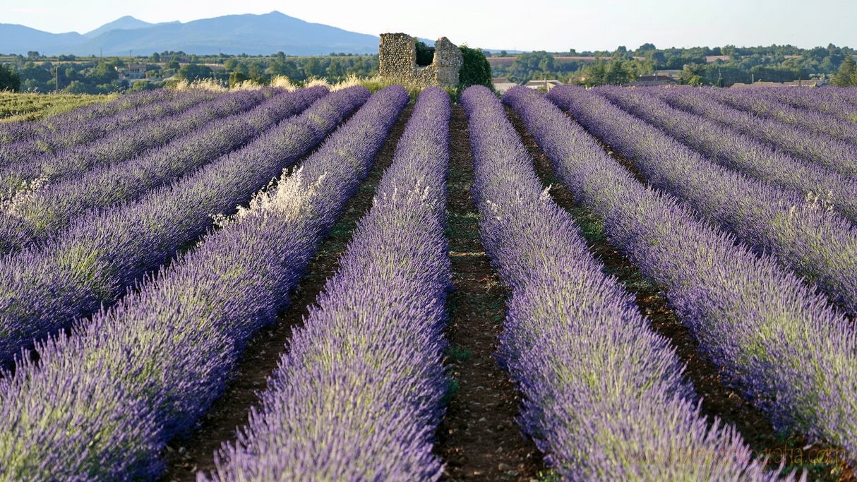 lavanda-provenza-3