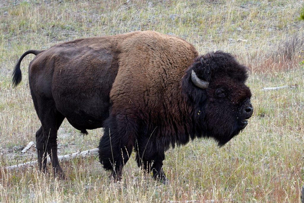 buffalo-yellowstone