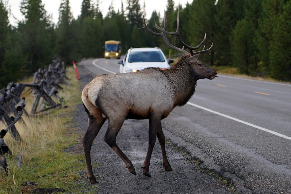 yellowstone-roads