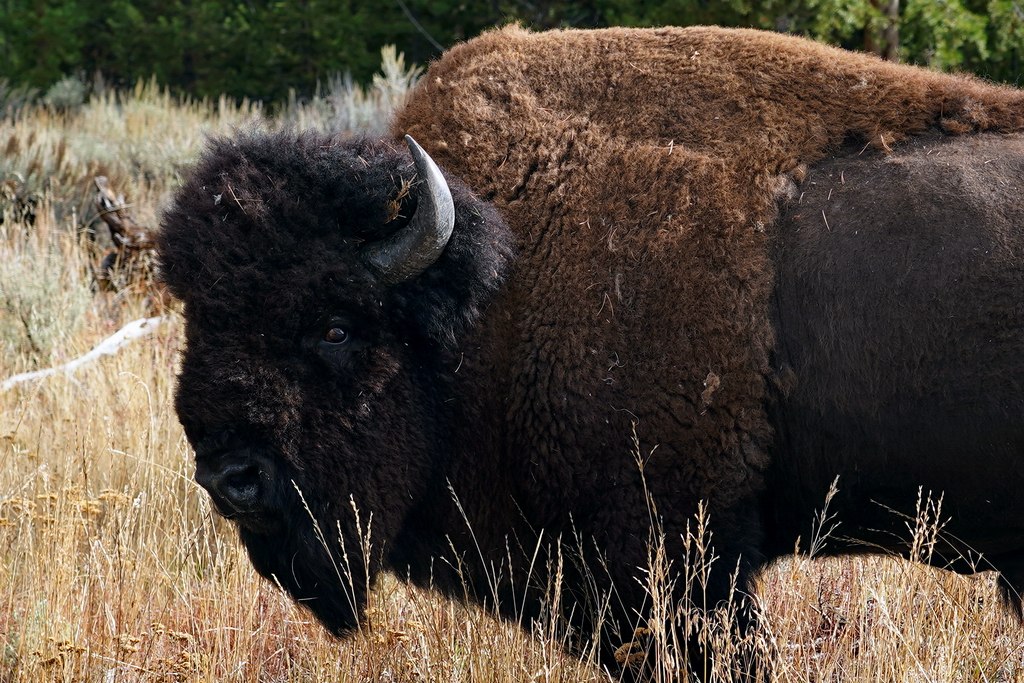 bisonte-yellowstone