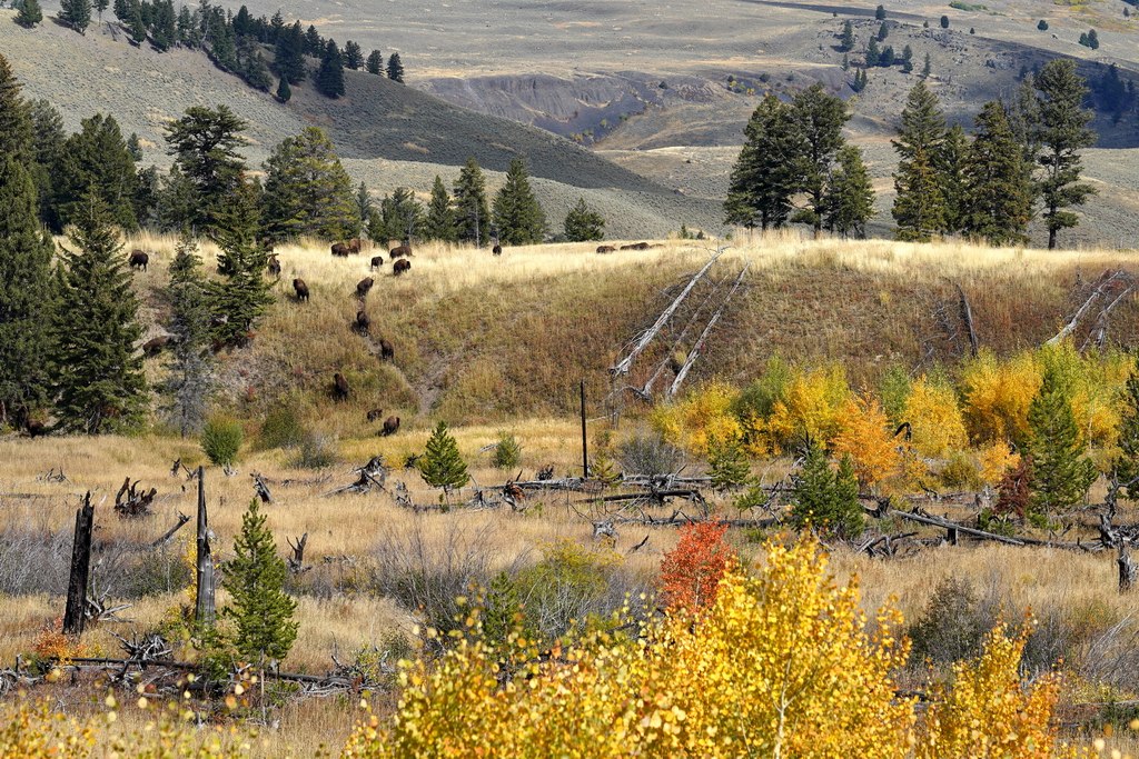 buffalos-yellowstone