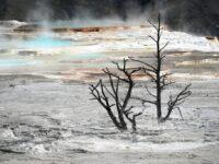 yellowstone-mammoth-hot-springs-59_result