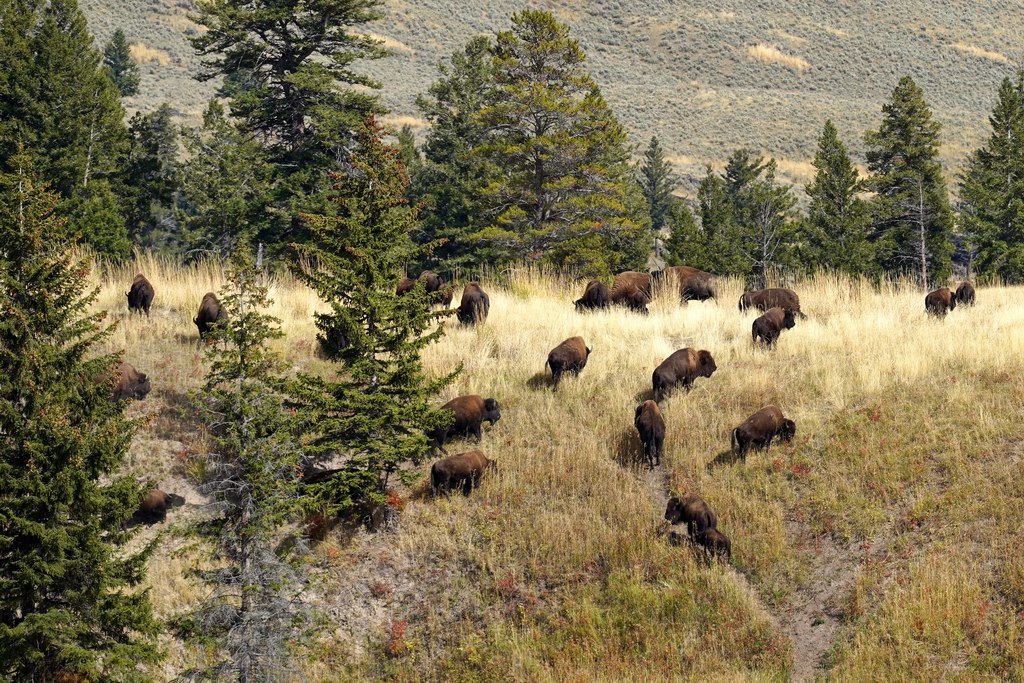 bisontes-yellowstone