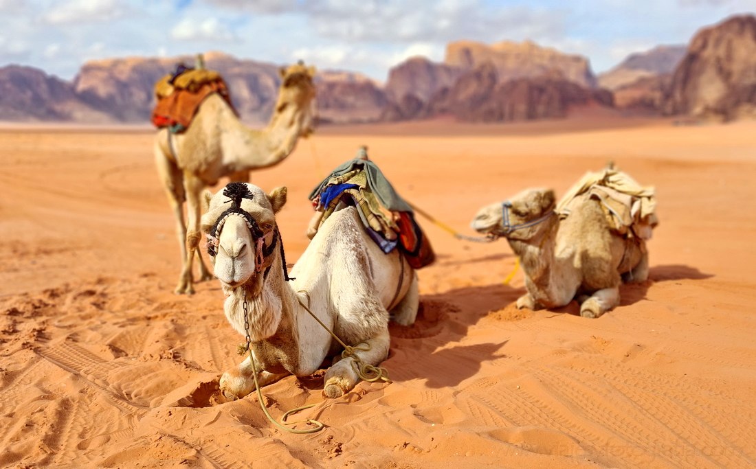 camels