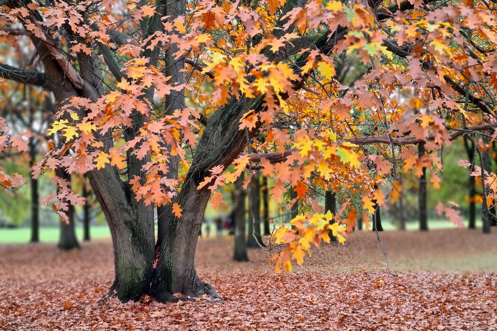 berlin-tiergarten-autumm