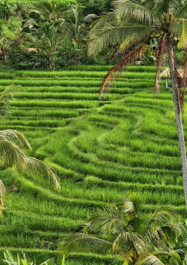 jatiluwih-bali-ricefields