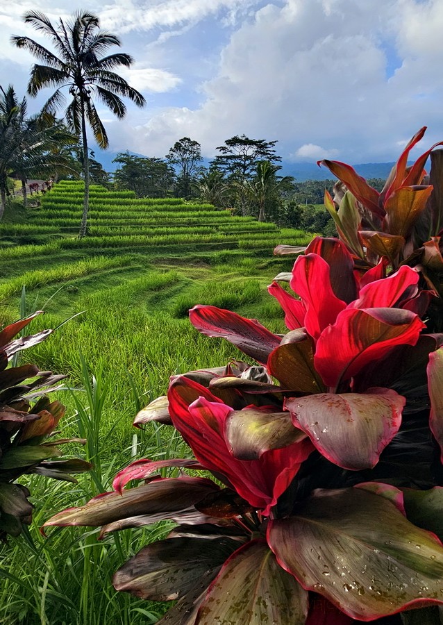 jatiluwih-bali