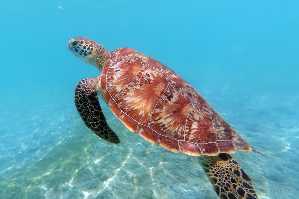 tortuga-gili-meno