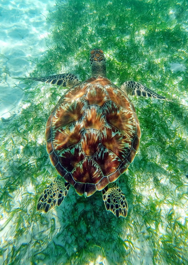 tortuga-gili-air